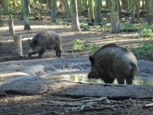 Wildschweine im Wildpark Tannenbusch